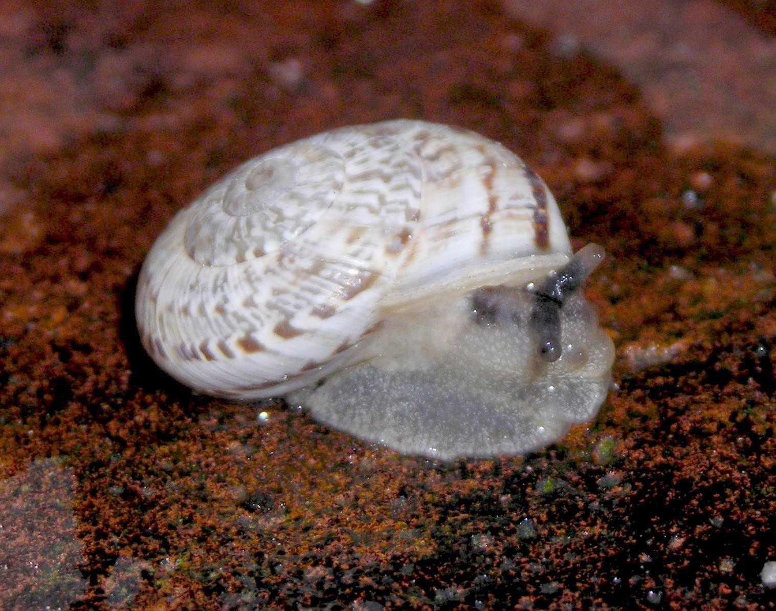 Gasteropodi da Pisa
